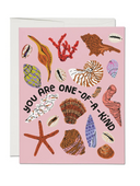 Special Seashell Greeting Card